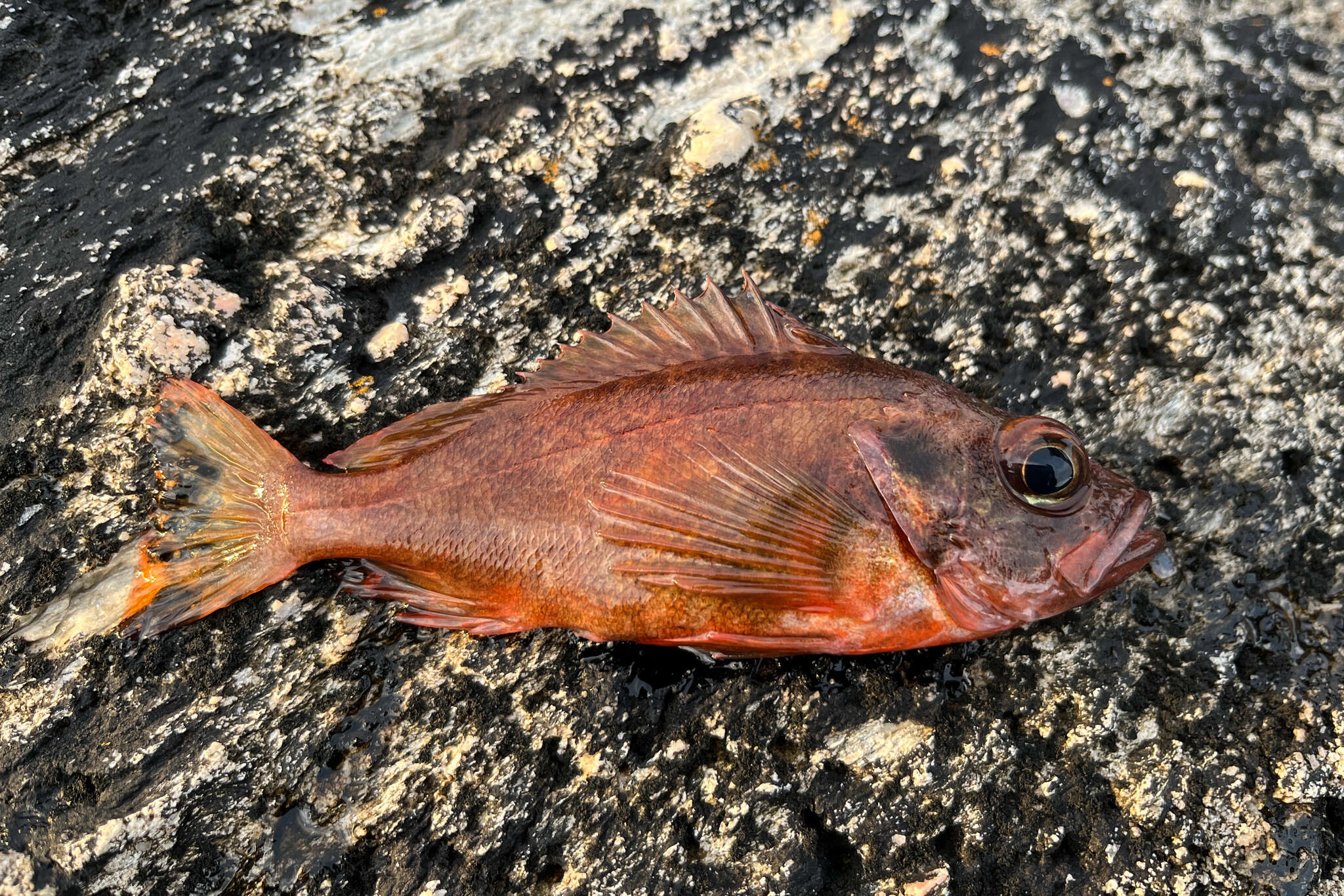 Image of norway haddock