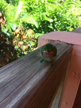 Image of Puerto Rican Tody