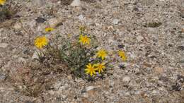 Imagem de Eriophyllum ambiguum var. paleaceum (Brandeg.) Ferris