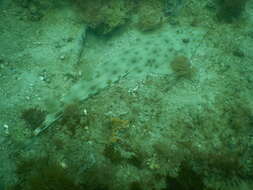 Image of Zanzibar guitarfish