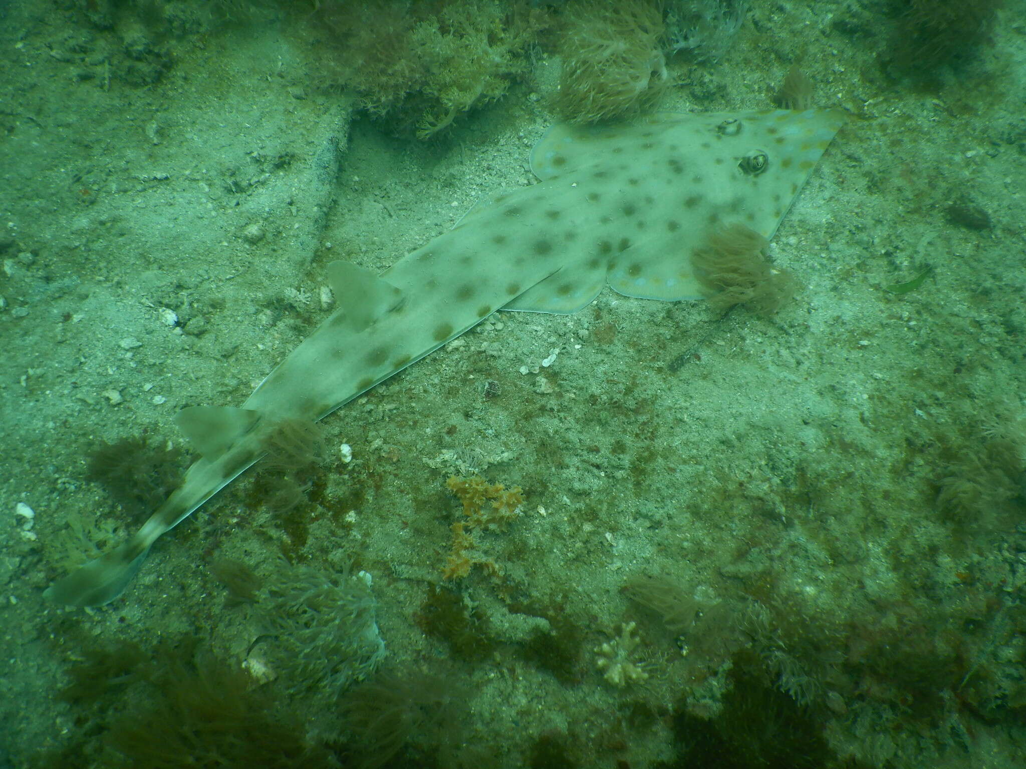 Image of Zanzibar guitarfish