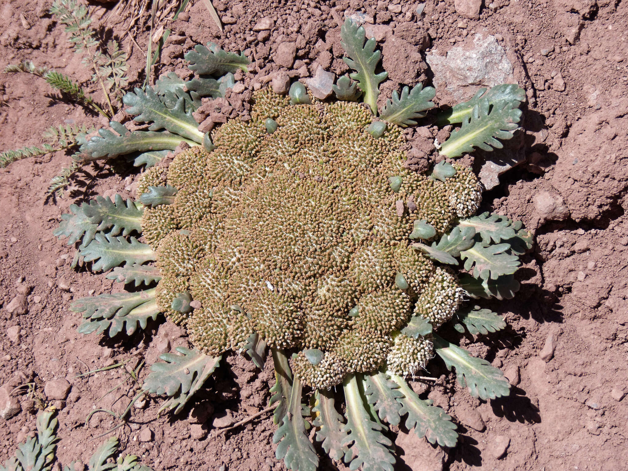 Image of Gamocarpha ventosa