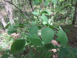 Image of dwarf honeysuckle