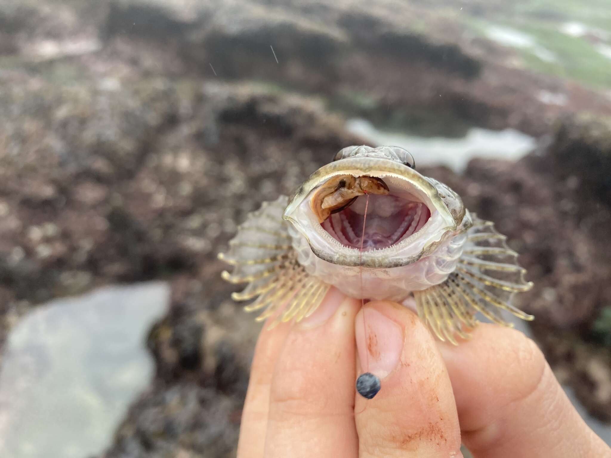 Image of Round-nosed sculpin