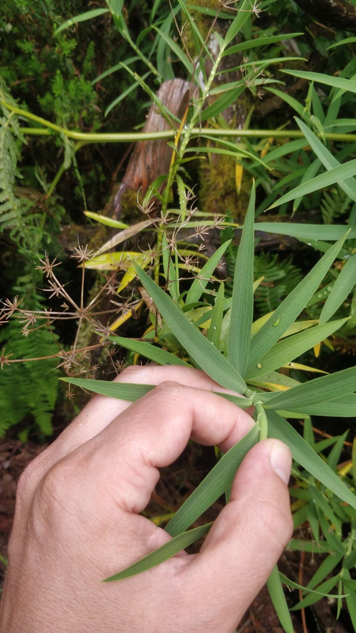 صورة Bupleurum salicifolium subsp. salicifolium