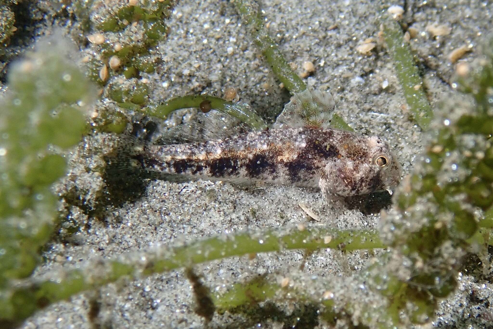 Image of Yoshino&#39;s goby