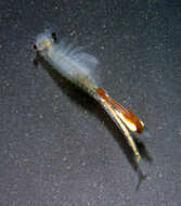 Image of Conservancy Fairy Shrimp