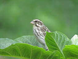 Image of Streaky Seedeater