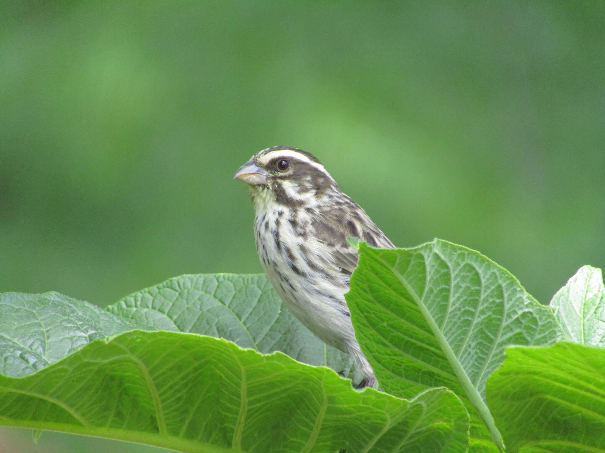 Image of Streaky Seedeater