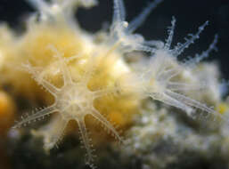 Image of rough-skinned soft coral