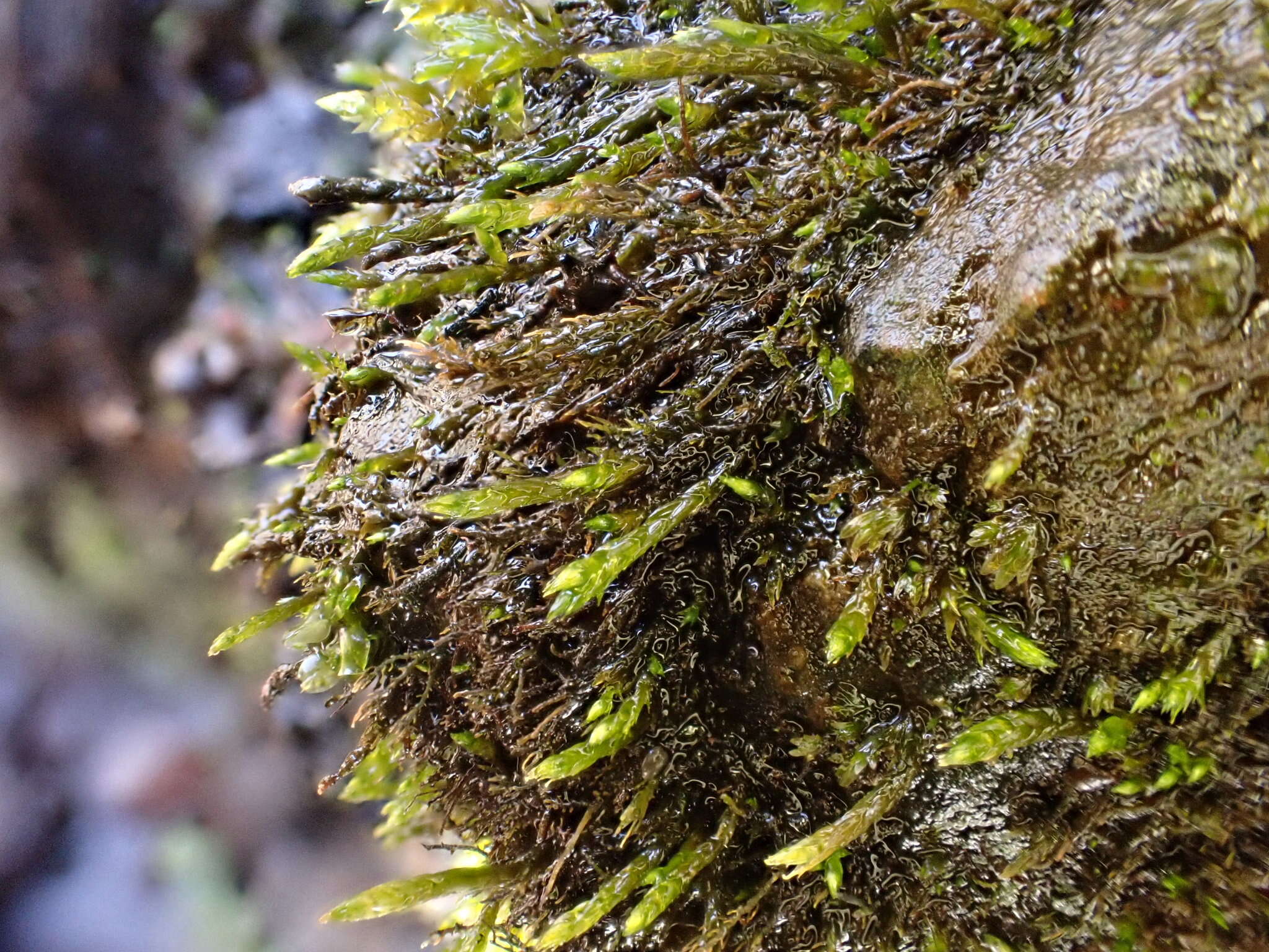 Plancia ëd Hygroamblystegium fluviatile Loeske 1903