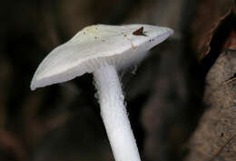 Image of Albomagister subaustralis (A. H. Sm. & Hesler) Sánchez-García, Birkebak & Matheny 2014