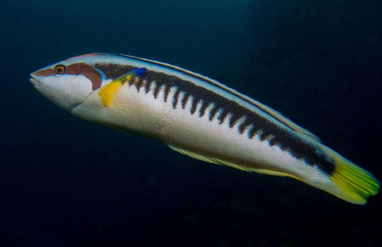 Image of Banana wrasse