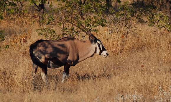 Image of Grazing antelope