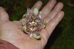 Image of Passiflora acuminata DC.