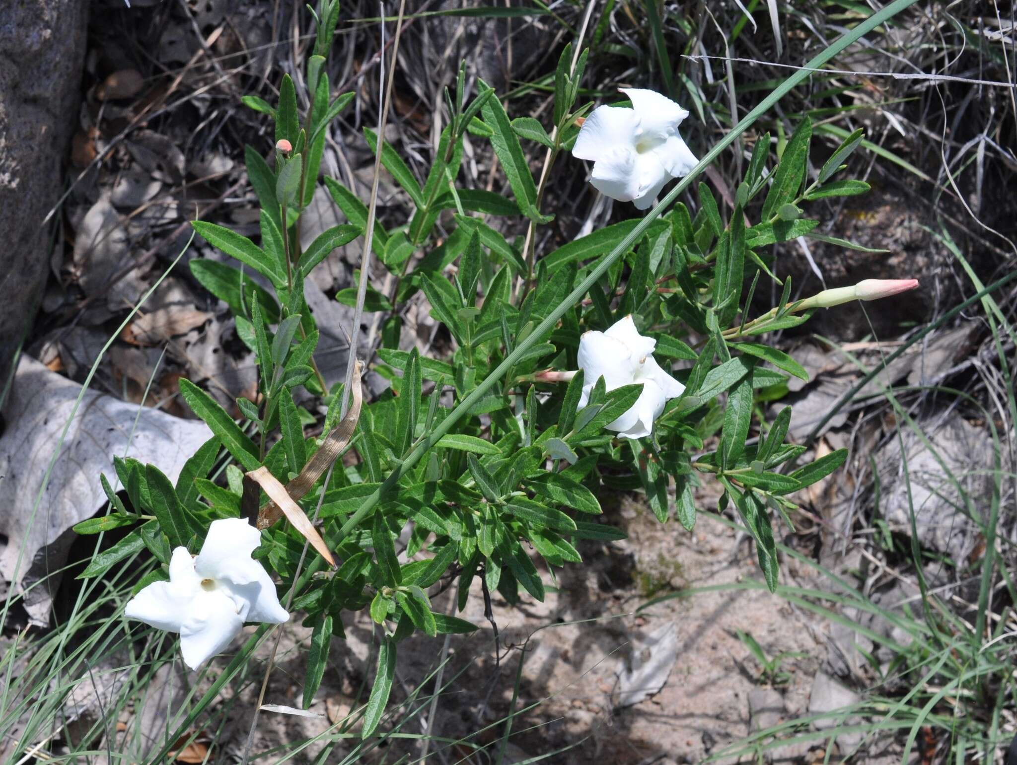 Imagem de Mandevilla hypoleuca (Benth.) Pichon