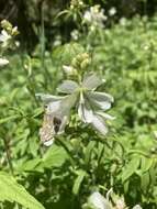 Image of white checkerbloom