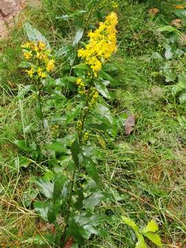 Image of Solidago virgaurea subsp. virgaurea