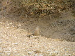 Image of Arabian Babbler