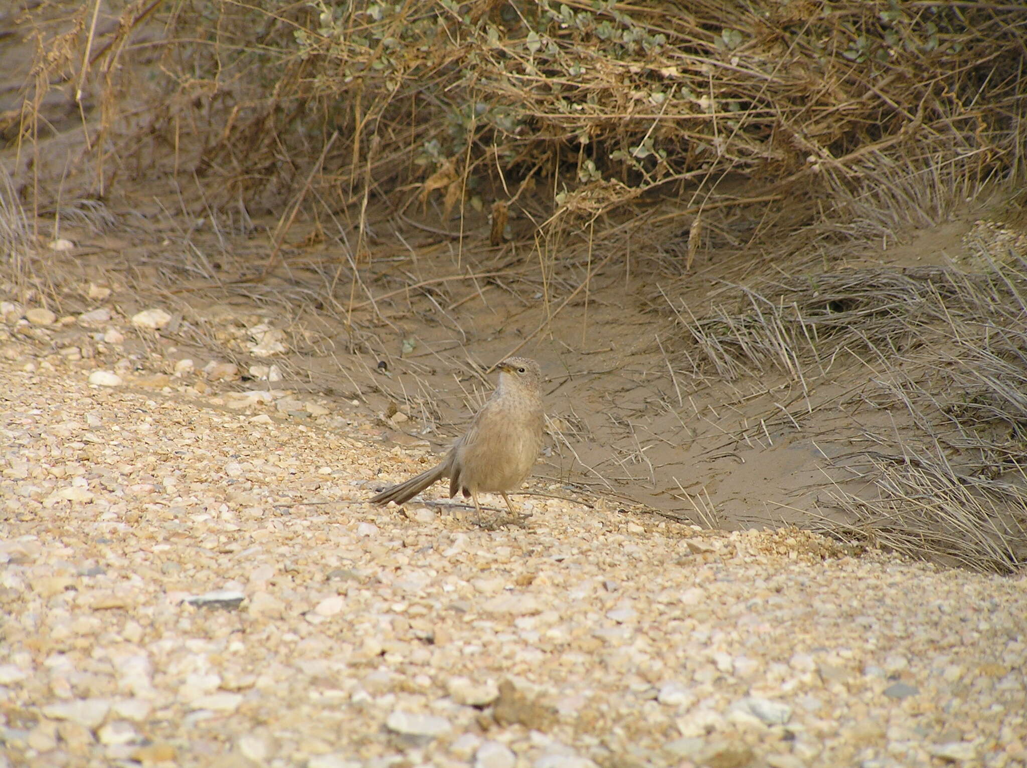 Image of Arabian Babbler