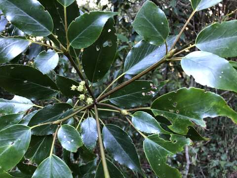 Image of Trochodendron