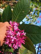 Image of shrubby fuchsia