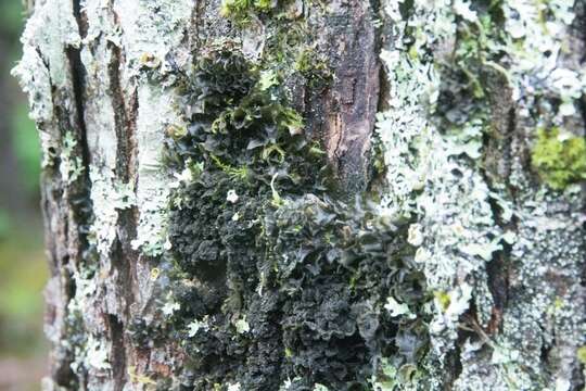 Image of skin lichen