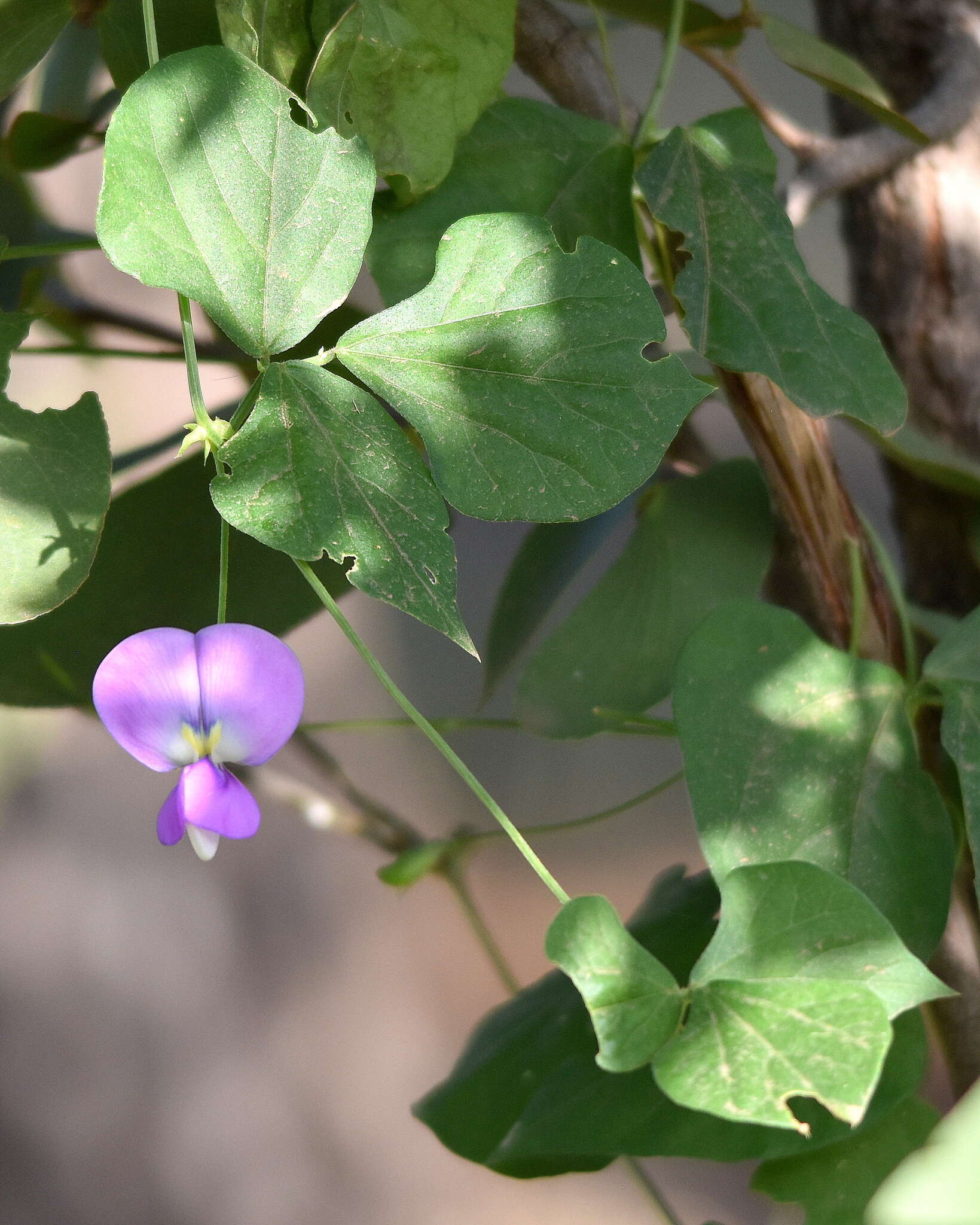 Image of blackeyed pea