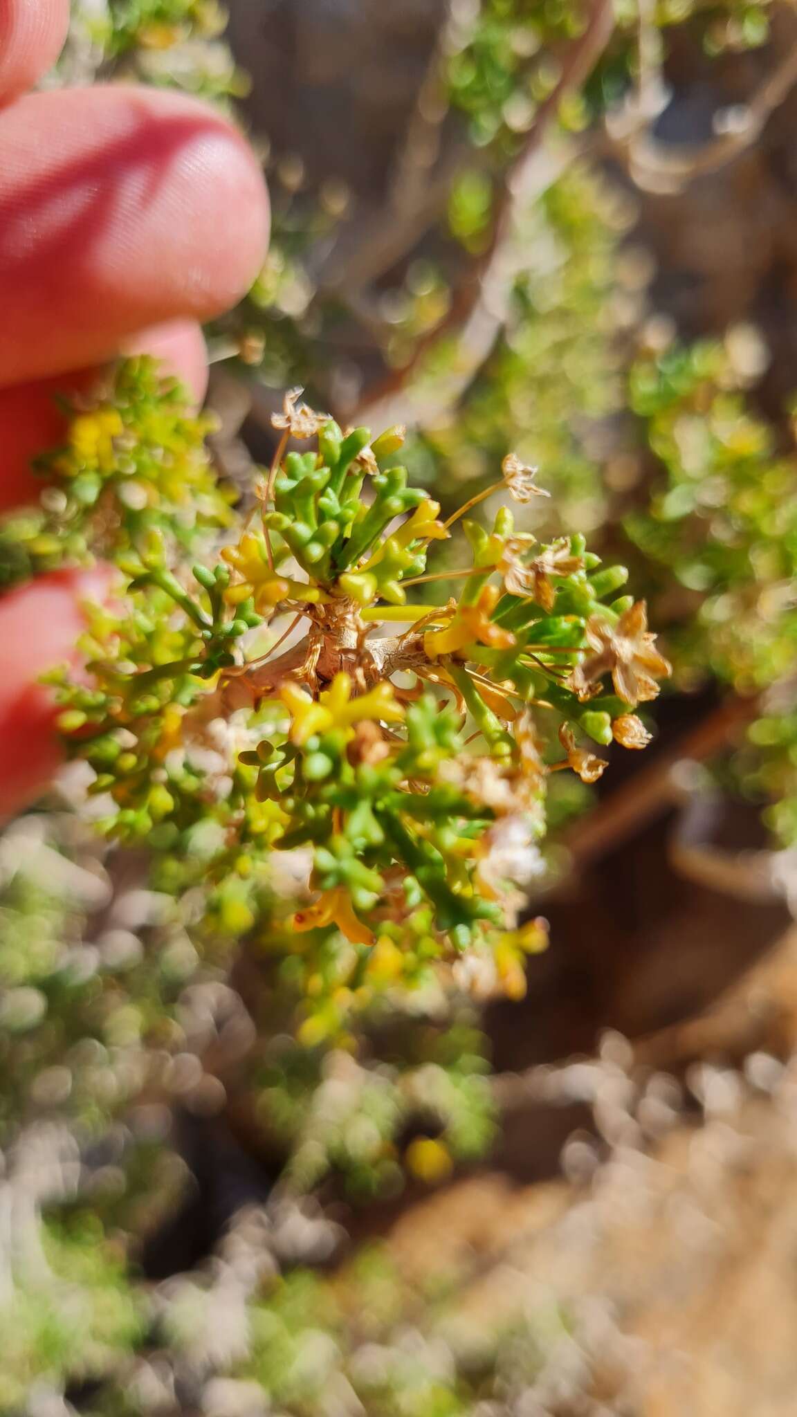 Euryops subcarnosus subsp. vulgaris B. Nord. resmi