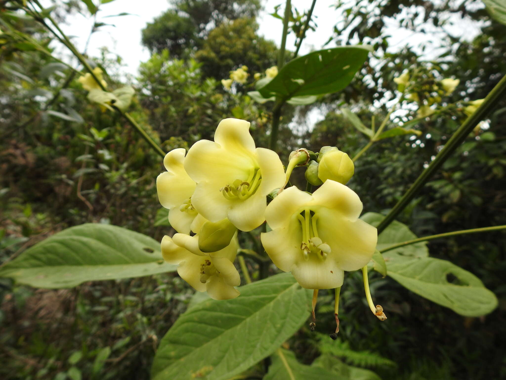 Image of Macrocarpaea macrophylla (Kunth) Gilg