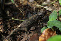 Image of Amber Mountain Leaf Chameleon