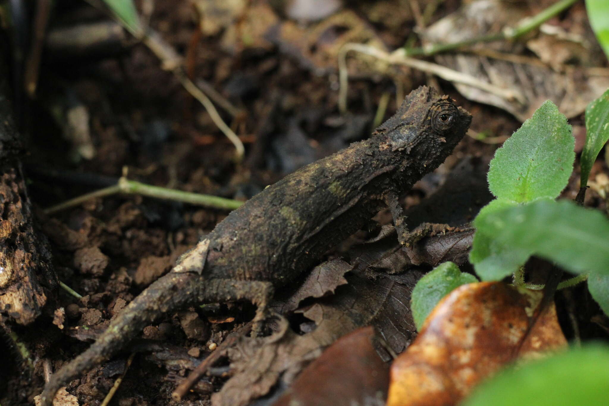 Image of Amber Mountain Leaf Chameleon