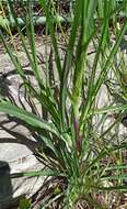 Image of Tragopogon pratensis subsp. pratensis