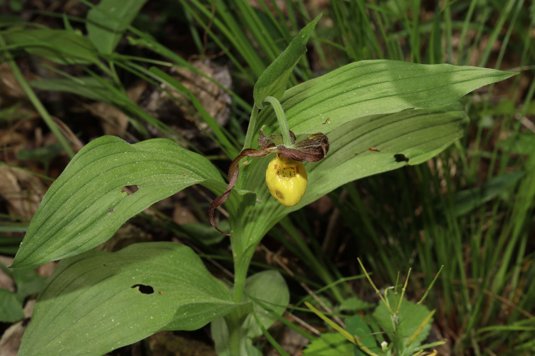 Imagem de Cypripedium parviflorum var. parviflorum