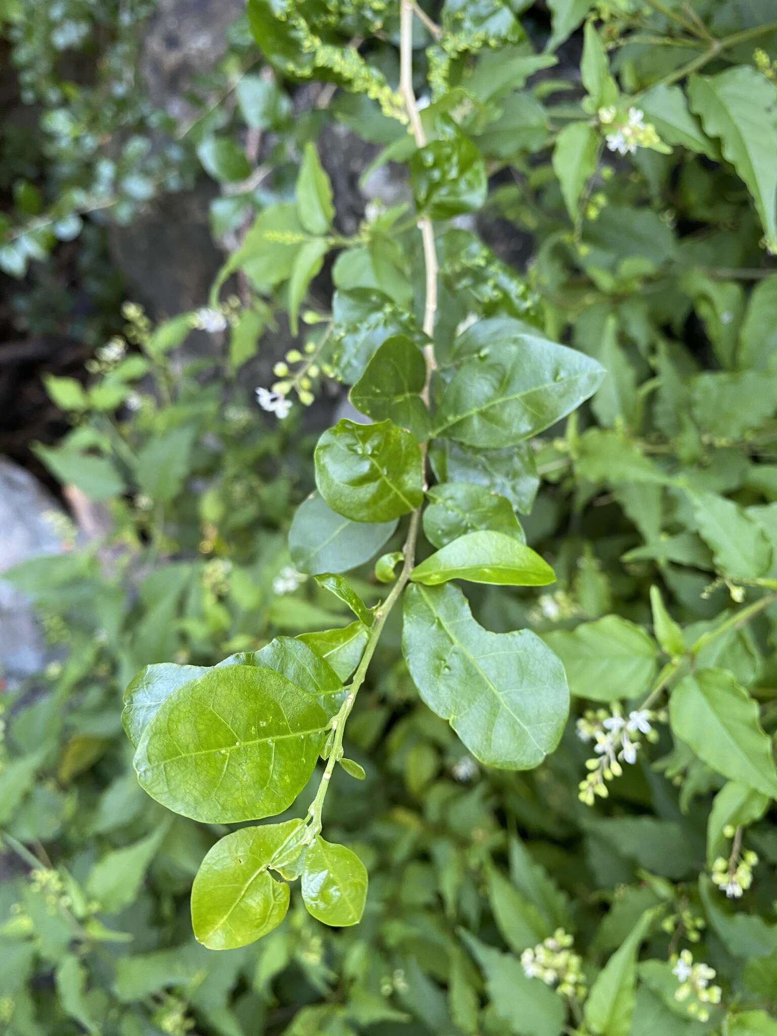 Image of wild lime