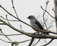 Image of Plain-colored Tanager