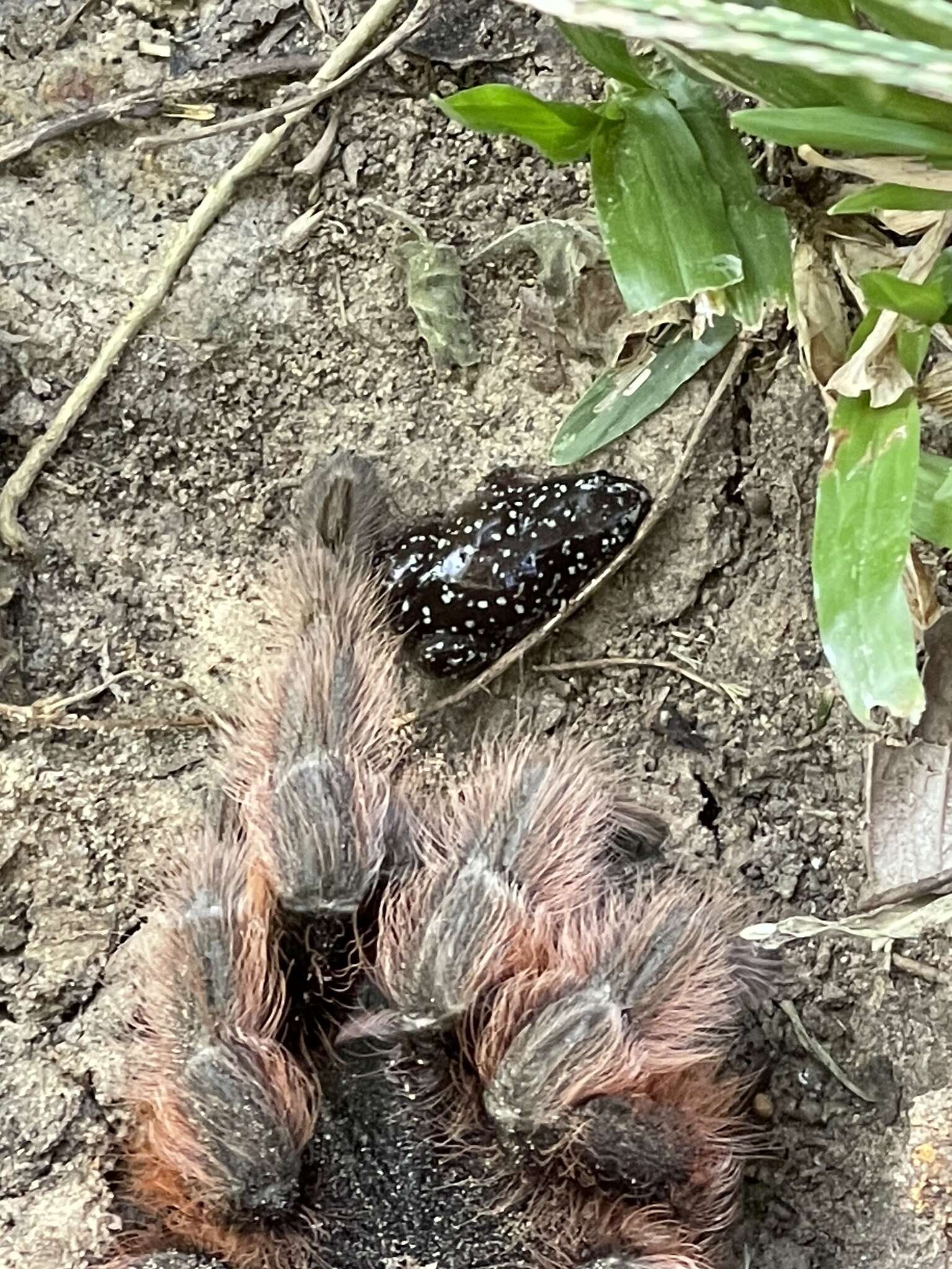 Image of white-spotted humming frog