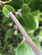 Image of dacite manzanita