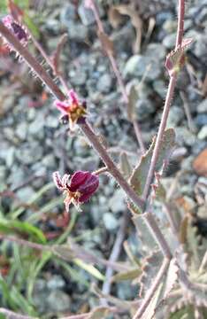 Image of Mt. Tamalpais jewelflower