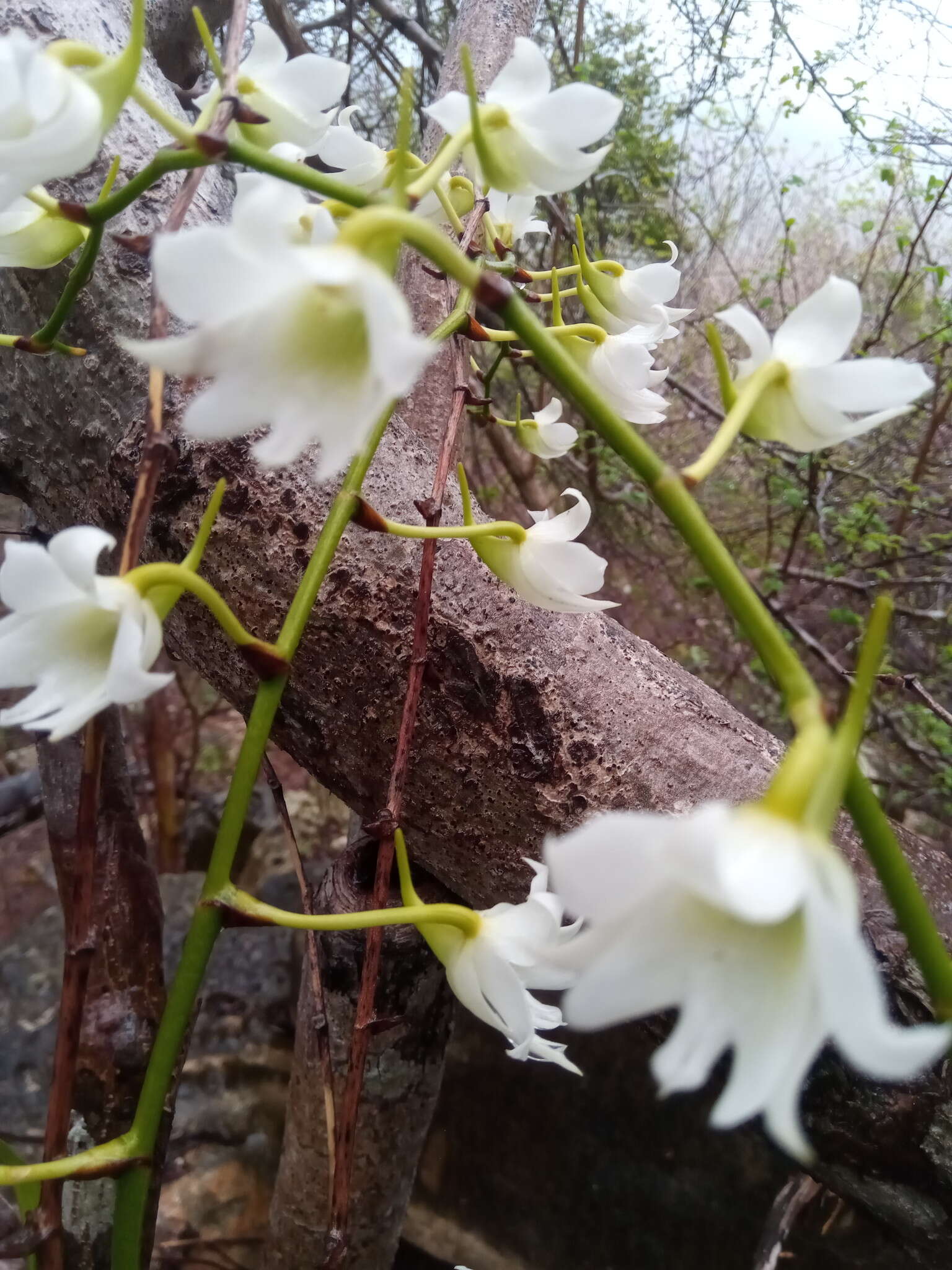 Sobennikoffia poissoniana H. Perrier resmi