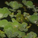 Image of Cochran's lime treefrog