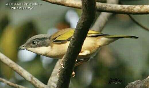 Imagem de Pteruthius aeralatus validirostris Koelz 1951