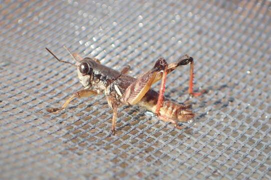 Image of Melanoplus islandicus Blatchley 1898