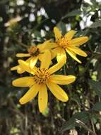 Image of Bidens rubifolia Kunth