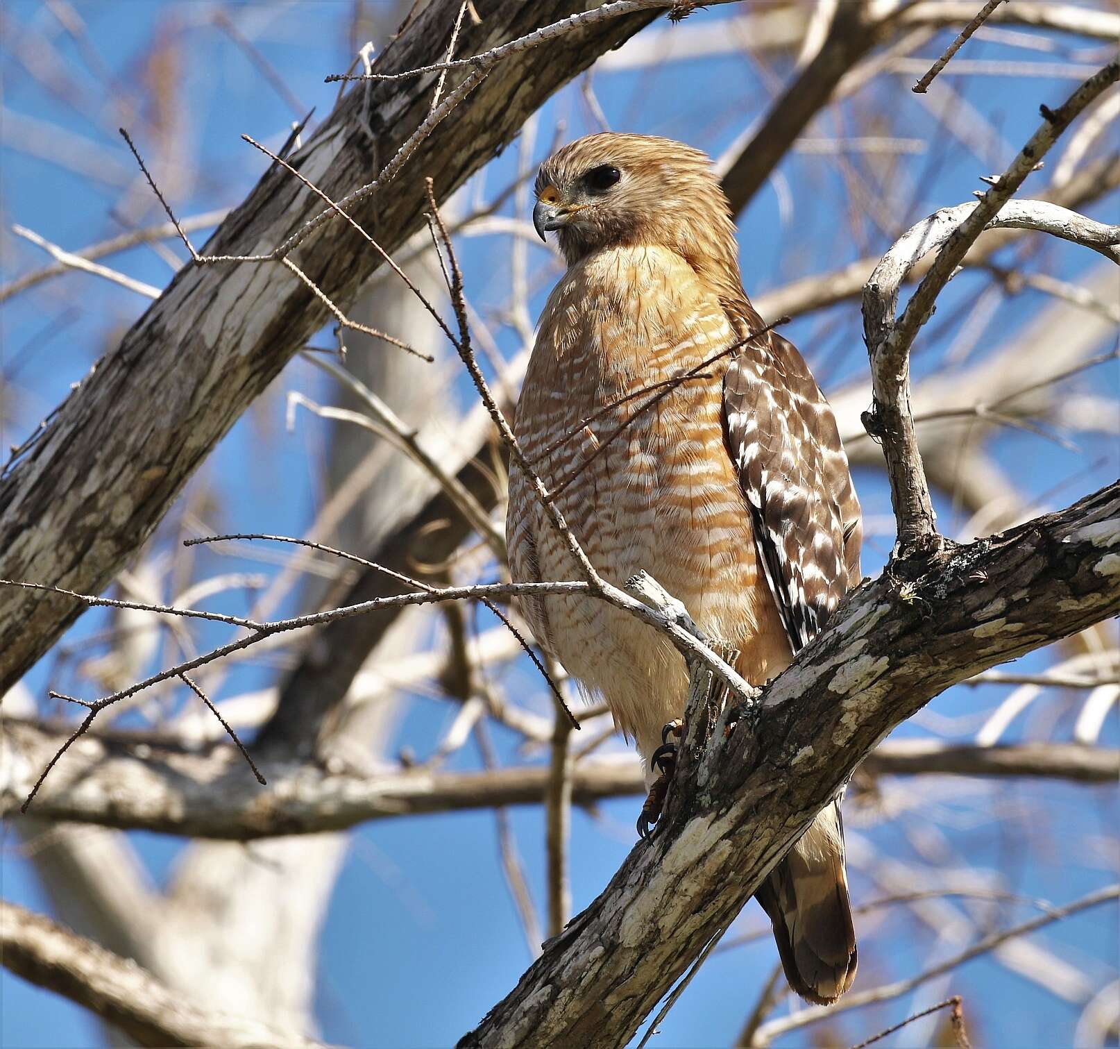 Image of Buteo lineatus extimus Bangs 1920