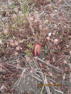 Plancia ëd Carpobrotus N. E. Br.