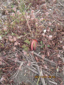 Image of Carpobrotus N. E. Br.