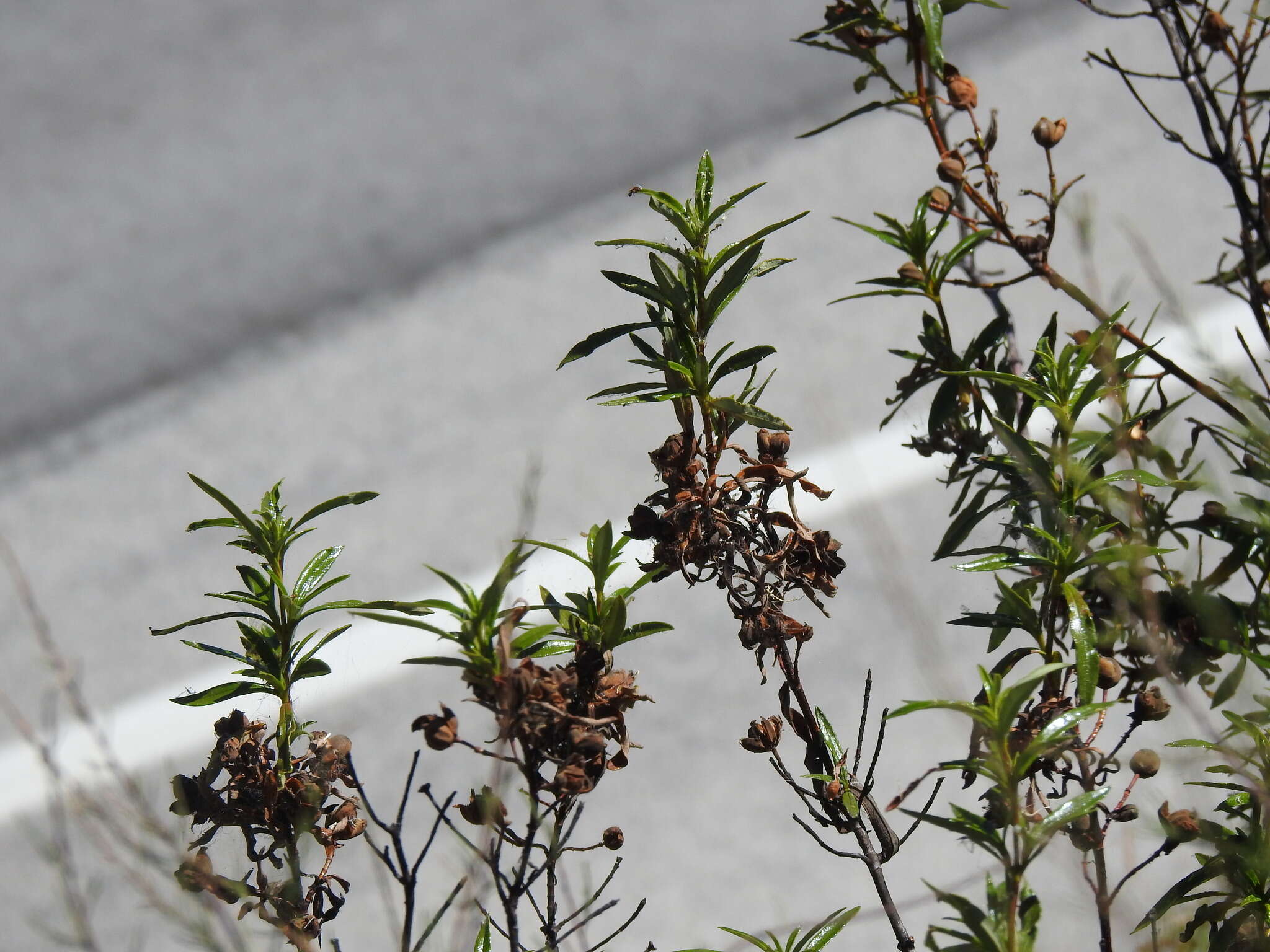 Image of Cistus ladanifer subsp. ladanifer