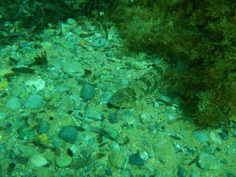 Image of Atlantic Lizardfish