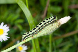 Image of Xylena lunifera Warren 1910